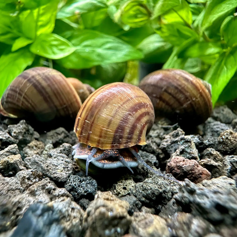 Black Mystery Snails that Bring Elegance and Natural Cleaning
