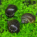 3 Black Mystery Snails with brown striped shells on green aquatic plants