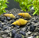 Three blonde assassin snails with yellow and brown striped shells resting on dark gravel in an aquarium