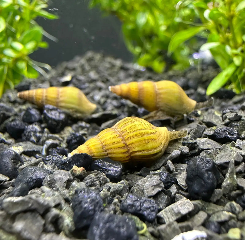 Blonde Assassin Snails Rare Golden Variety for Balanced Tanks | Aquatic ...