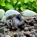 3 blue mystery snails with white spotted shells, Pomacea bridgesii