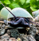 3 Blue Mystery Snails with purple legs and greenish-blue shell