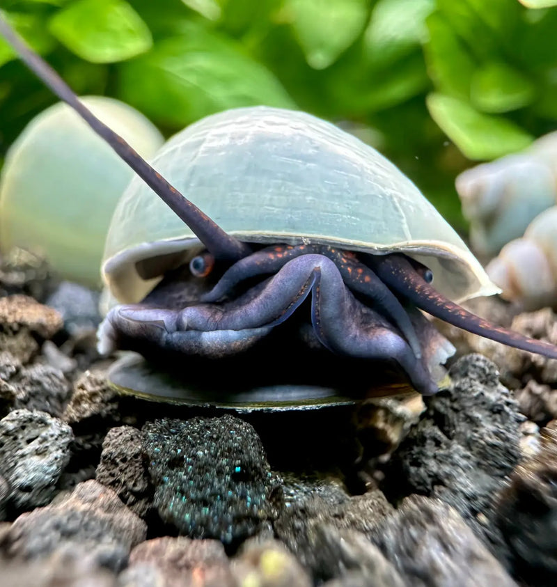 Blue Mystery Snails that Add Soft Color and Balance to Aquascapes ...