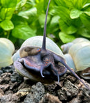 Purple hermit crab shell with green plants behind 3 blue mystery snails