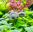Gray 3 Blue Mystery Snail shells among green leaves and red flowers