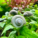 Pale blue spiral shell of Pomacea bridgesii on green leaf