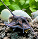3 blue mystery snails in purple black hermit crab shell on stone base