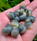 Hand holding pale blue and yellow mystery snail shells, Pomacea bridgesii