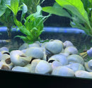 3 Blue Mystery Snails with white and gray pebble aquarium decor