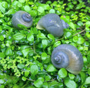 3 blue mystery snails with gray shells on green leaves