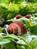 3 Chestnut Mystery Snails with brown purple shells on lush green leaves