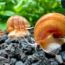 3 Chestnut Mystery Snails with golden shells and brown stripes