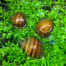 3 Chestnut Mystery Snails with brown striped shells on green plant