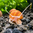 Orange striped Chestnut Mystery Snail with pinkish body and white antennae