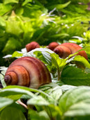 Red and brown spiral shell chestnut mystery snail on aquatic leaves