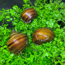 3 Chestnut Mystery Snails on green aquatic plants