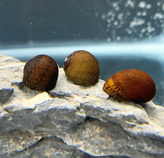 3 Chocolate Nerite Snails with brown and yellow shells on rock