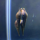 3 chopstick snails stenomelania torulosa with dark brown ridged shells pale pink interiors and yellow tipped antennae