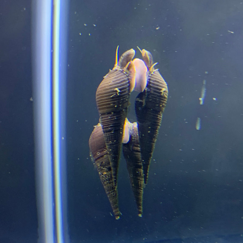 3 Chopstick Snails (Stenomelania Torulosa) - AquaticMotiv
