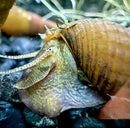 A 3 chopstick snail stenomelania torulosa with a brown and yellow striped textured shell and soft body partially extended