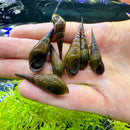 A hand holds several dark green conical chopstick snails stenomeania torulosa with ridged glossy shells