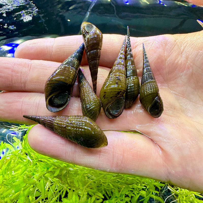 3 Chopstick Snails (Stenomelania Torulosa) - AquaticMotiv