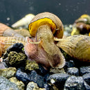 A brown and yellow 3 chopstick snail stenomelania torulosa with a textured elongated body partially emerging from its shell