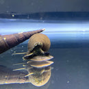 A brown 3 chopstick snail stenomelania torulosa with a spiral shell and dark body resting on aquarium glass surface