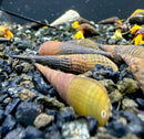 Conical, striped snail shells in earthy tones of brown and yellow rest on dark gravel.