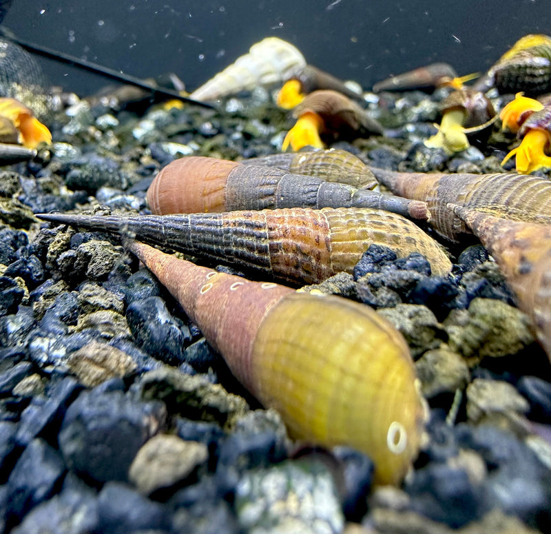 3 Chopstick Snails (Stenomelania Torulosa) - AquaticMotiv