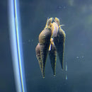 Three chopstick snails with dark brown ridged shells and pale pinkish bodies clinging underwater