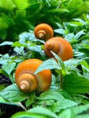 Orange spiral snail shell with 3 gold mystery snails Pomacea bridgesii