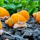 3 Gold Mystery Snails with yellow shells and white bodies