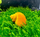 Yellow mystery snail shell ornament on green moss background