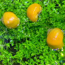 3 Gold Mystery Snails with yellow shells, blue eyes, purple antennae on green plants