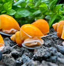 Orange mystery snail shell with white interior, natural material