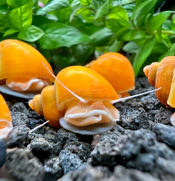 Orange mystery snail shell with white interior, natural material