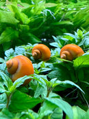 Orange spiral snail shell ornament with natural texture