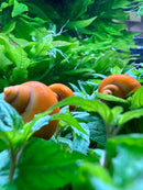 Orange Pomacea bridgesii snail figurine with green leaves and stems