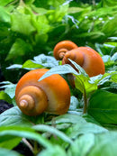 Orange mystery snail with white spiral shell, smooth surface