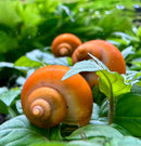 3 Gold Mystery Snails with orange shell, white interior, smooth spiral
