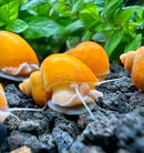 3 Gold Mystery Snails in yellow shell with white accents