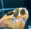 Three dark brown textured green turtle nerite snails with mottled patterns on a colorful orange and red aquarium rock