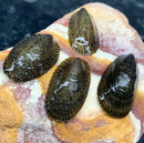 Four glossy dark green and brown mottled nerite snail shells with intricate ridged patterns on a colorful rock surface