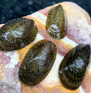 Four glossy dark green and brown mottled green turtle nerite snail shells with intricate ridged patterns on a colorful rock