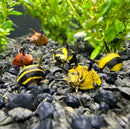 3 Horned Nerite Snails figurines with yellow-black stripes and red shells