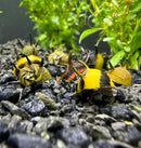 3 Horned Nerite Snail plastic shell in yellow, black, and brown spots