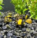 3 Horned Nerite Snails with yellow-black spiked shells on gravel