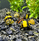3 Horned Nerite Snail with yellow black shell on aquarium gravel