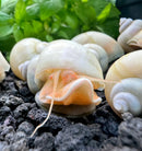 3 Ivory Mystery Snails with white shell and orange interior